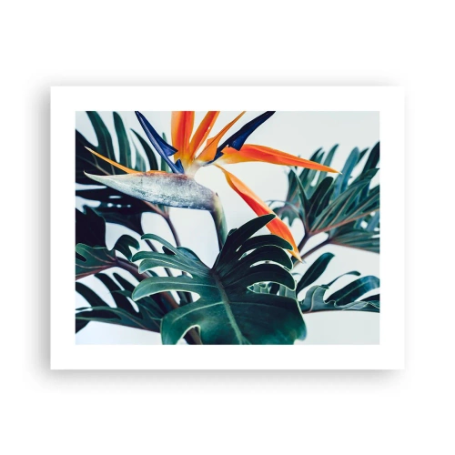 Poster - Vogelstruik - 50x40 cm