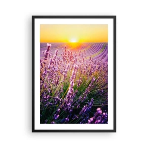 Poster in een zwarte lijst - Een lavendelveld verlicht door de stralen van de ondergaande zon - 50x70cm - Geurige korenvelden - Moderne wanddecoratie voor woonkamer en slaapkamer ARTTOR