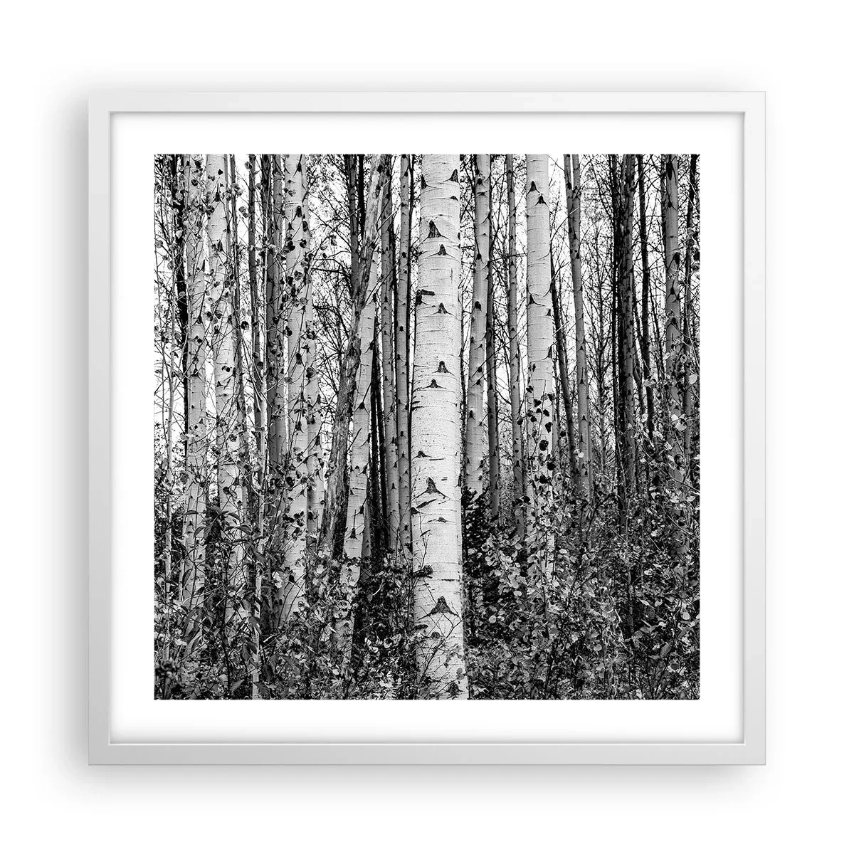 Poster in een witte lijst - Berken colonnade - 50x50 cm