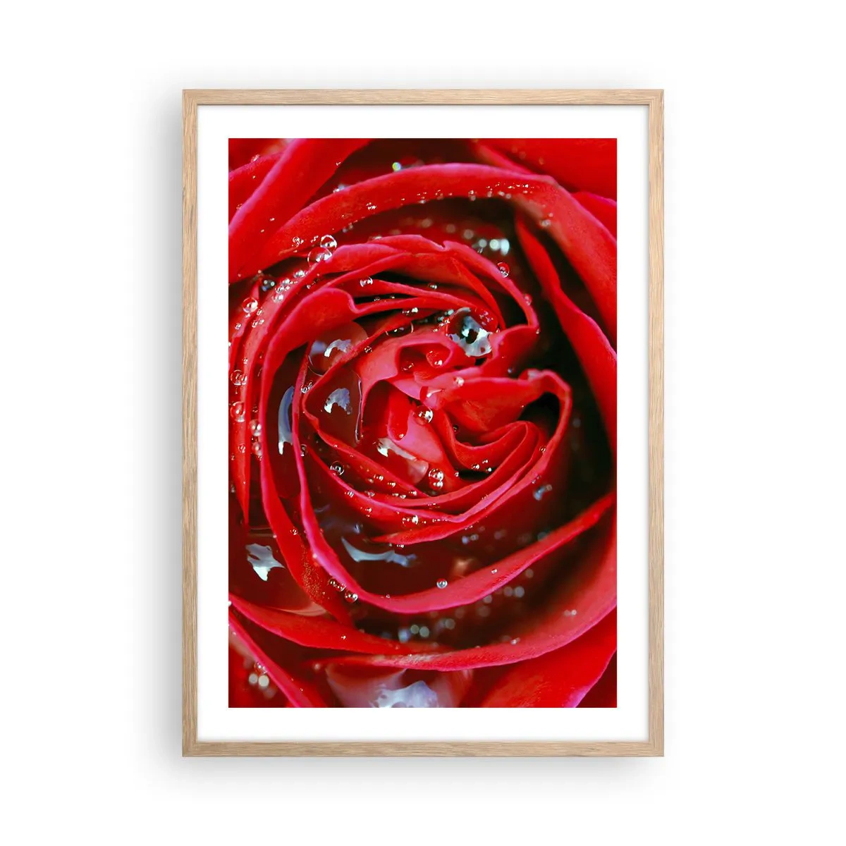 Een poster in een licht eiken lijst - In de dauwdruppels - 50x70 cm
