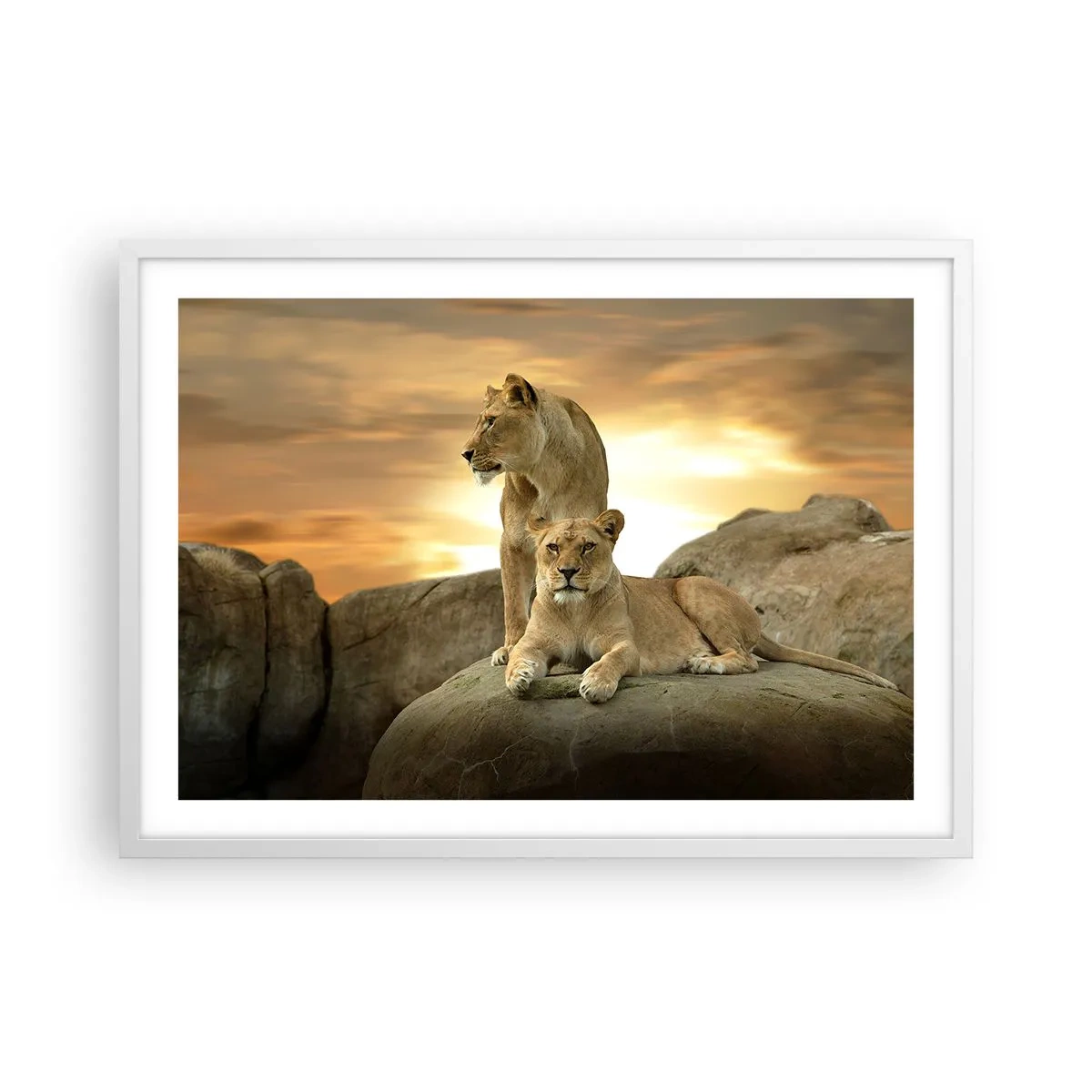 Poster in een witte lijst - Koninklijke majesteit - 70x50 cm