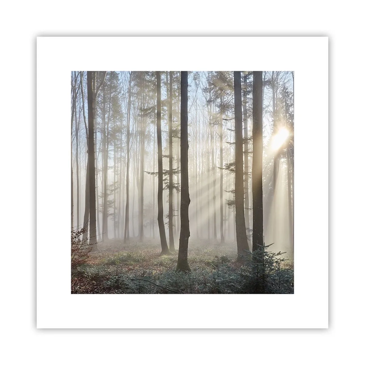 Poster - De mist werd ook wakker - 30x30 cm