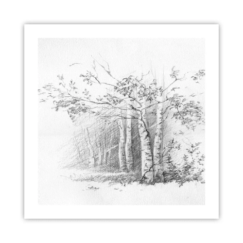 Poster - Het licht van het berkenbos - 50x50 cm