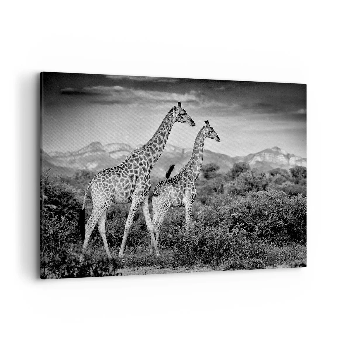 Schilderen op canvas - Hoge sferen in Afrika - 100x70 cm