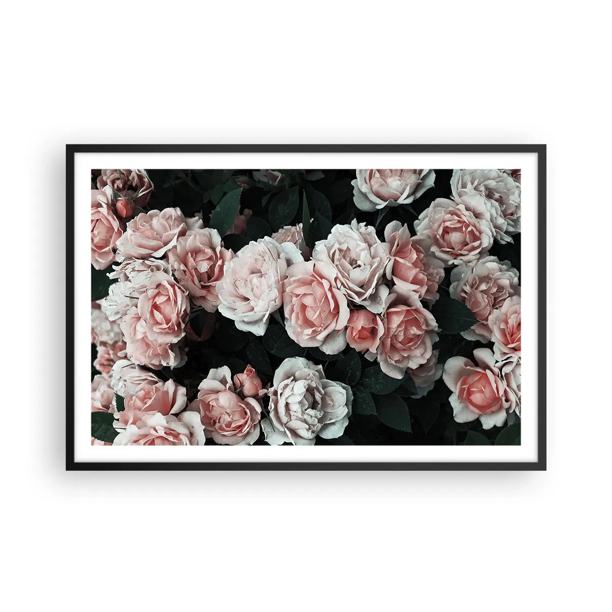 Poster in een zwarte lijst - Rozen ensemble - 91x61 cm