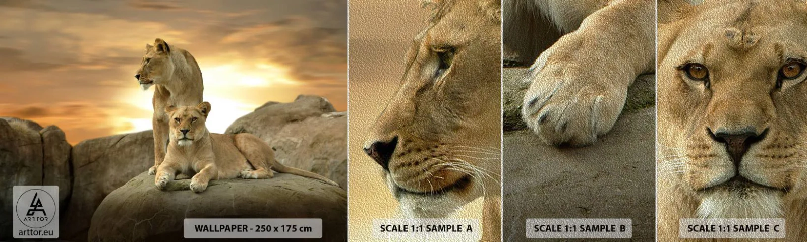 Fotobehang Monster Premium Sand - Koninklijke majesteit - Dieren, Leeuw, Natuur - 100x30 cm