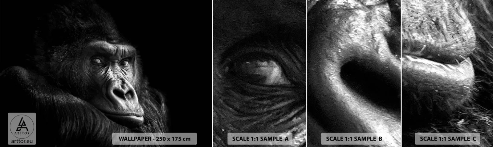 Fotobehang Staaltje Standard Eco - En waar kijk je naar? - Aap, Gorilla, Dieren - 100x30 cm