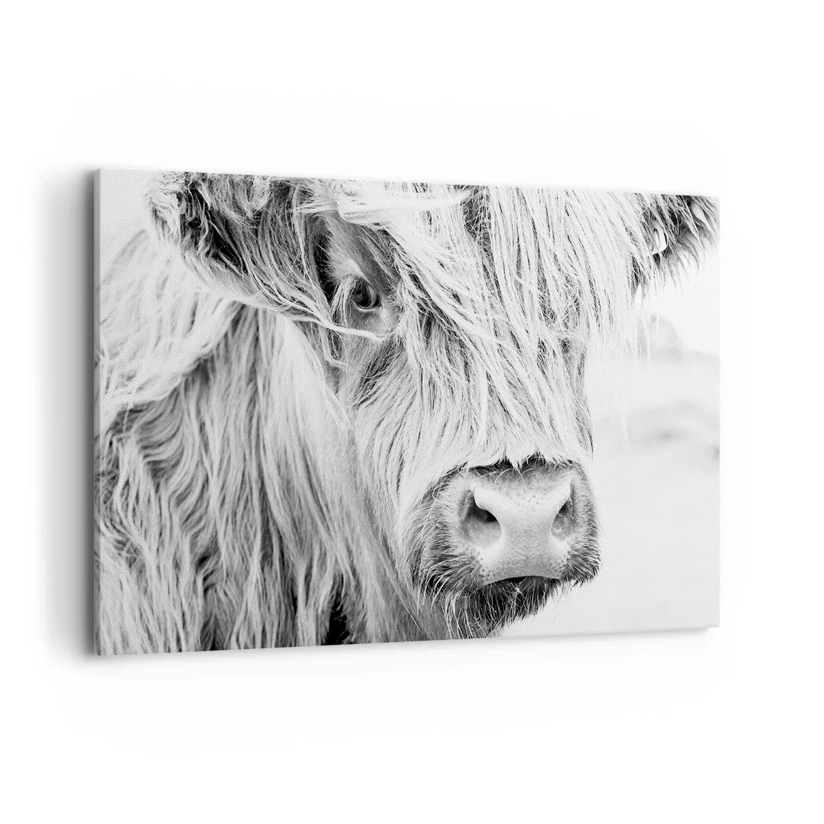 Schilderen op canvas - Schotse wildheid - 120x80 cm