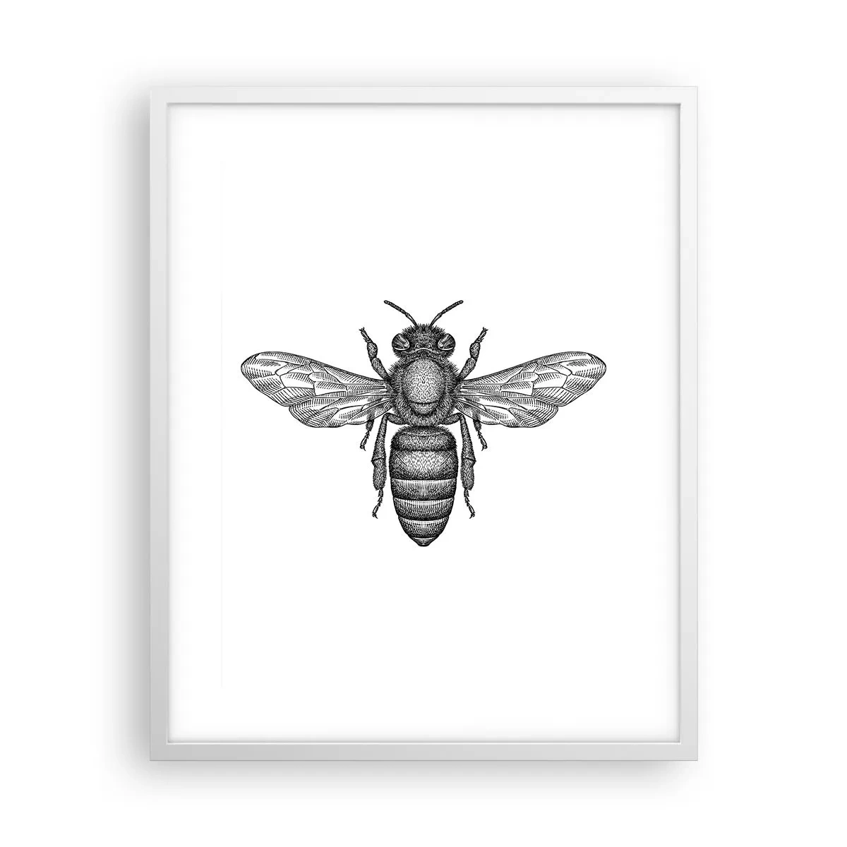Poster in een witte lijst - Insectenportret - 40x50 cm