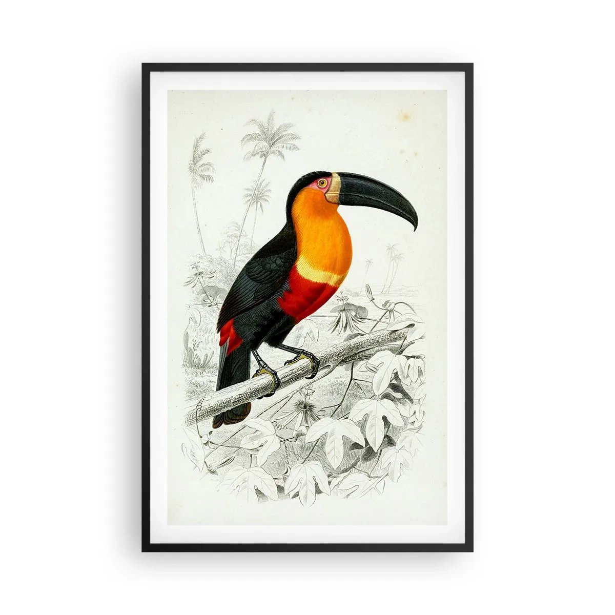 Poster in een zwarte lijst - Kleuren van vogels - 61x91 cm