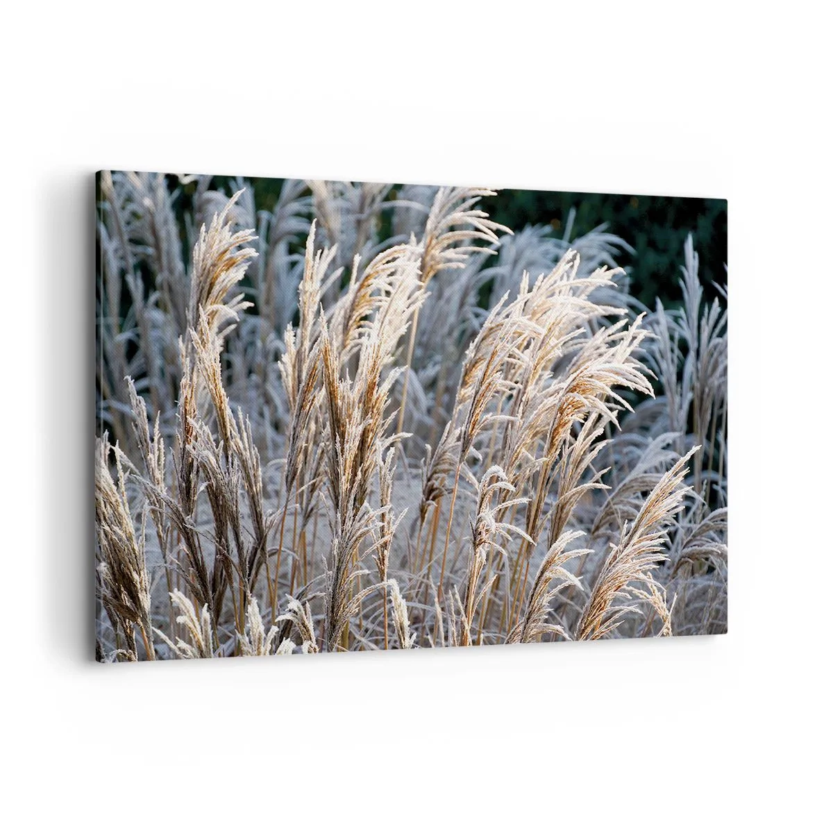 Schilderen op canvas - Gekleed met vorst - 120x80 cm