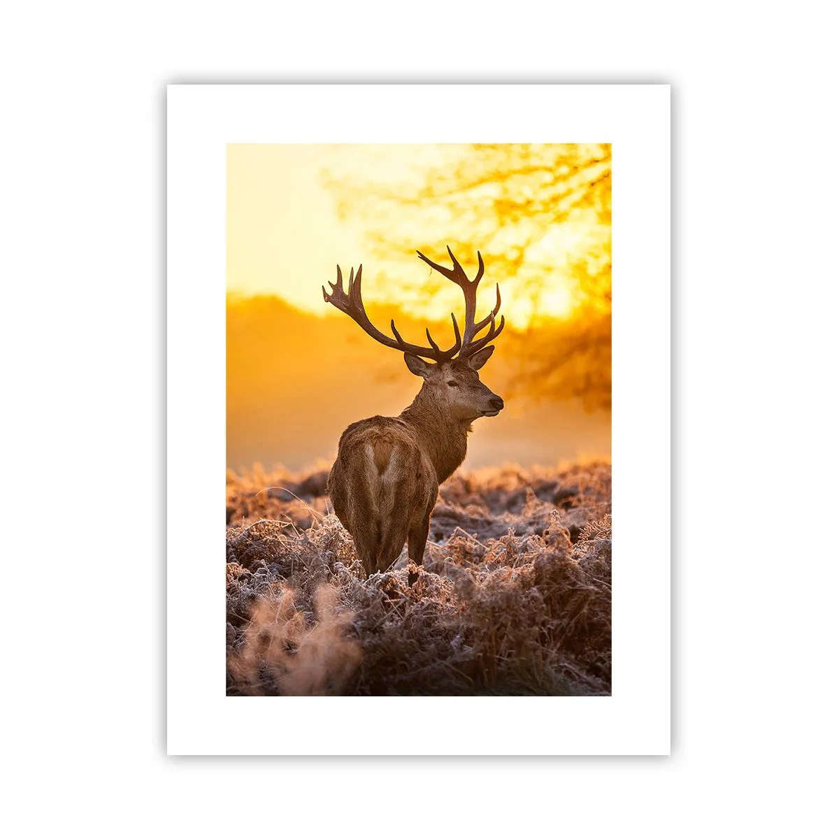 Poster - Koning van het herfstbos - 30x40 cm