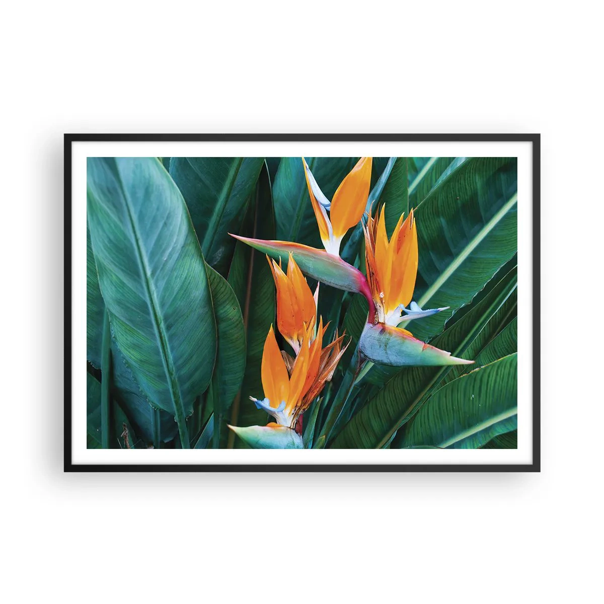 Poster in een zwarte lijst - Is het een bloem of is het een vogel? - 100x70 cm