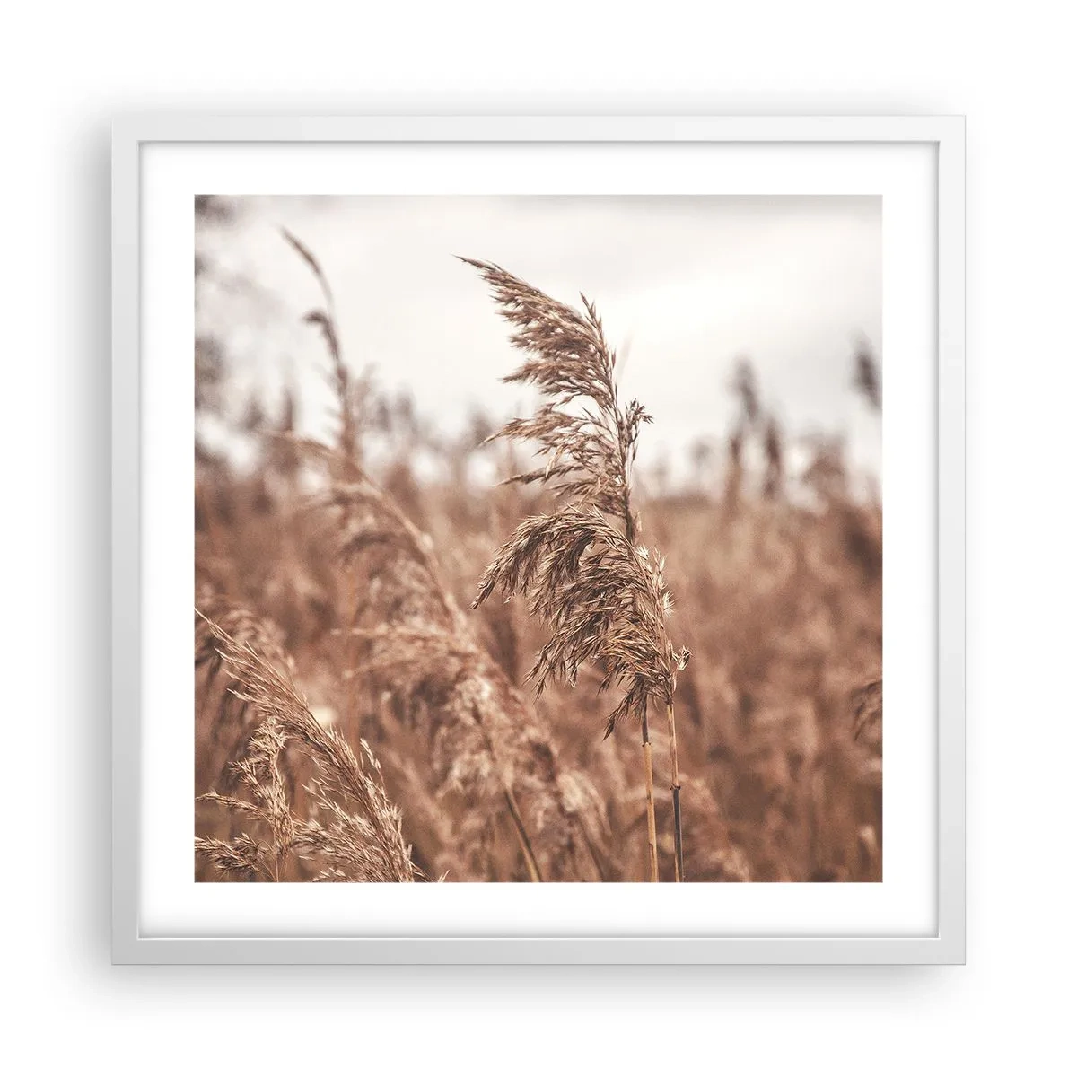 Poster in een witte lijst - Het is al herfst in de velden - 50x50 cm