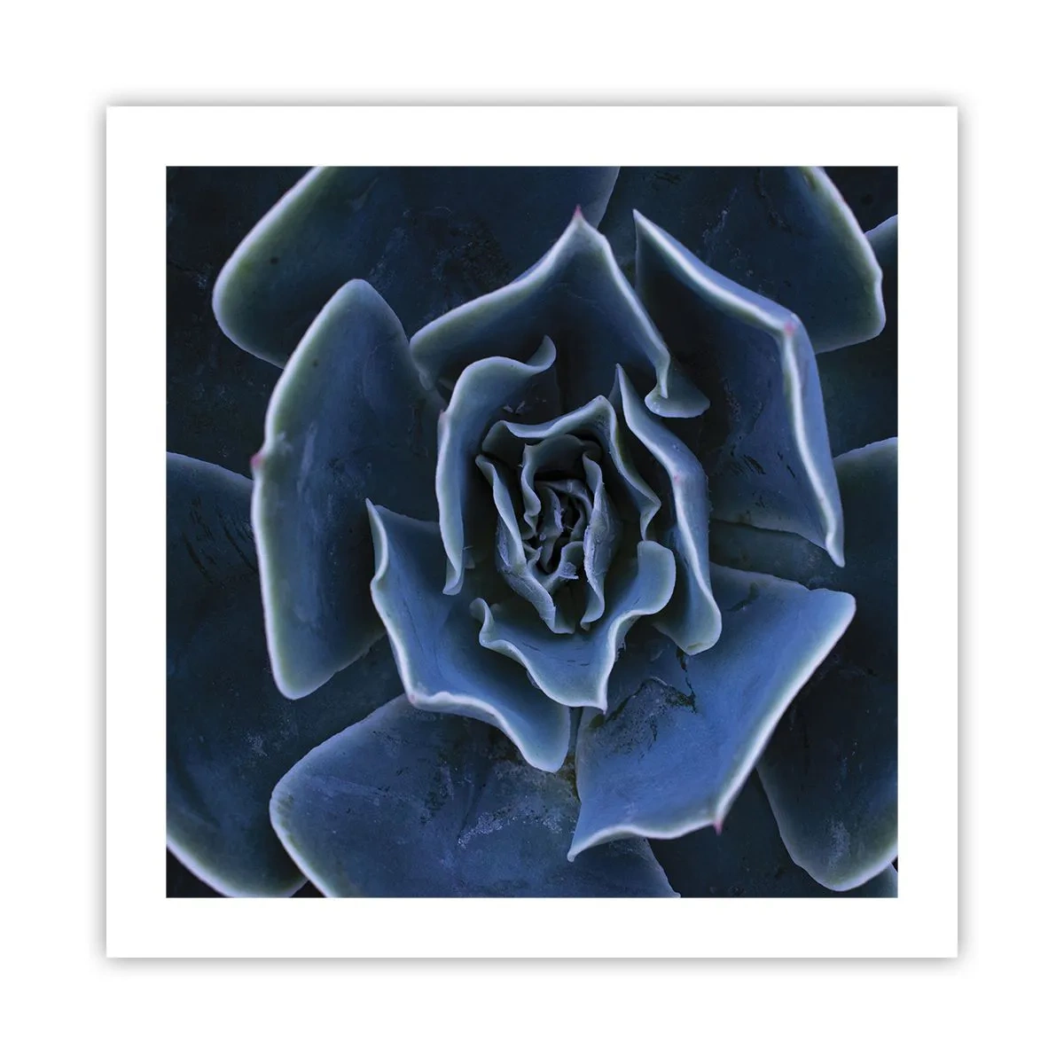 Poster - Woestijn bloem - 50x50 cm