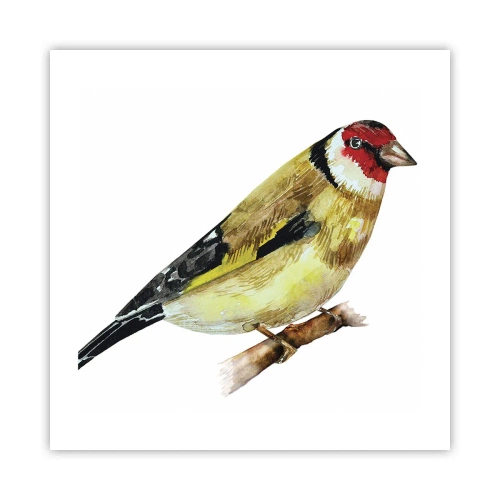 Poster - Vogel portret - 50x50 cm
