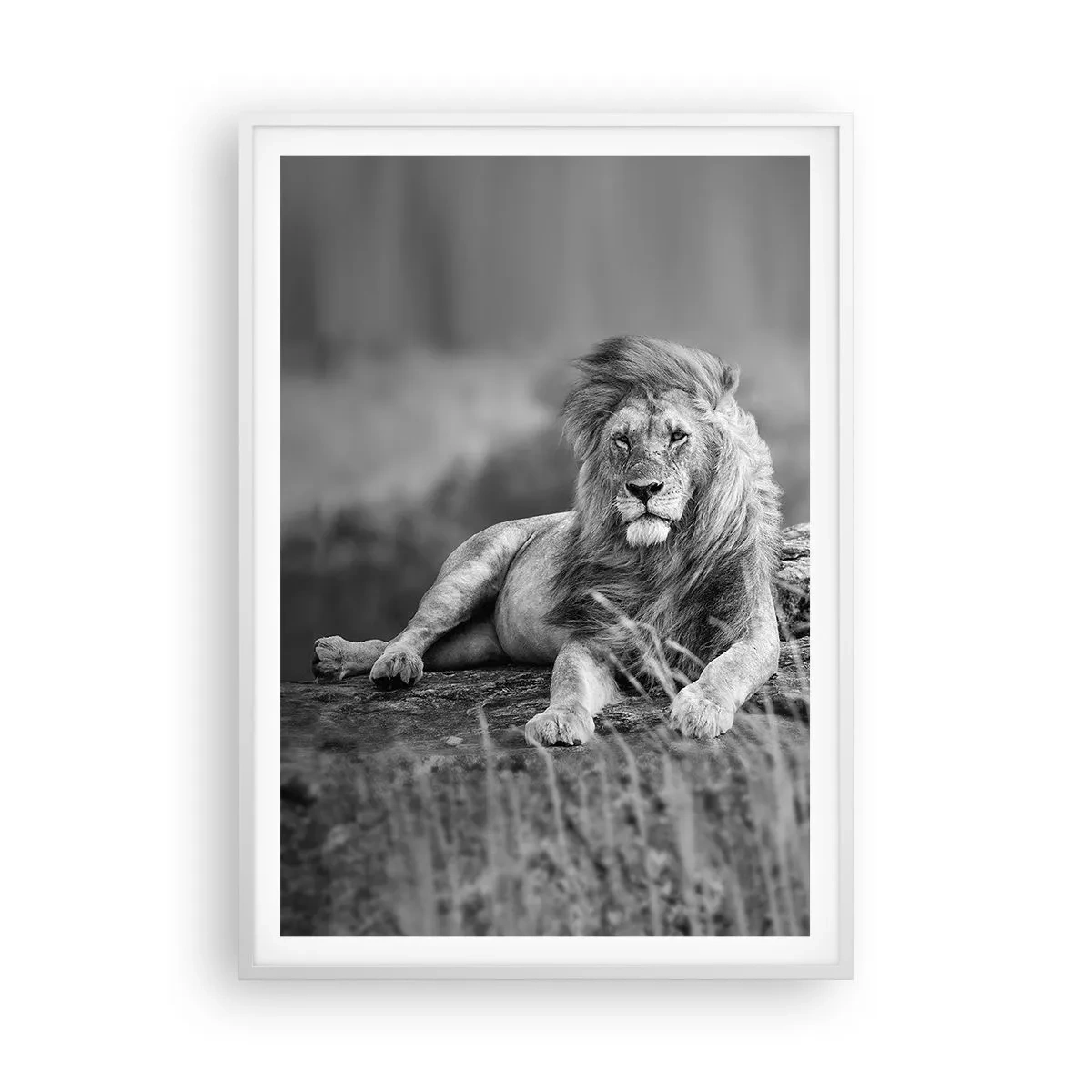 Poster in een witte lijst - Koninklijke siësta - 70x100 cm