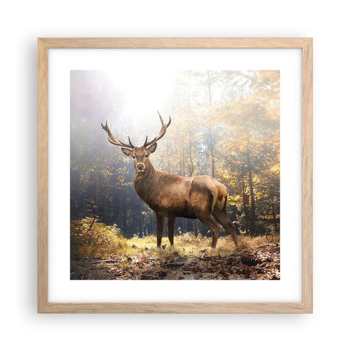 Een poster in een licht eiken lijst - In volle majesteit - 40x40 cm