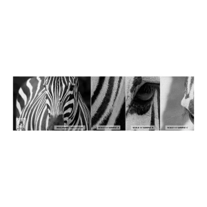 Fotobehang Monster Premium Canvas - De wereld is zwart-wit - Dieren, Ribben, Zwart en wit - 100x30 cm