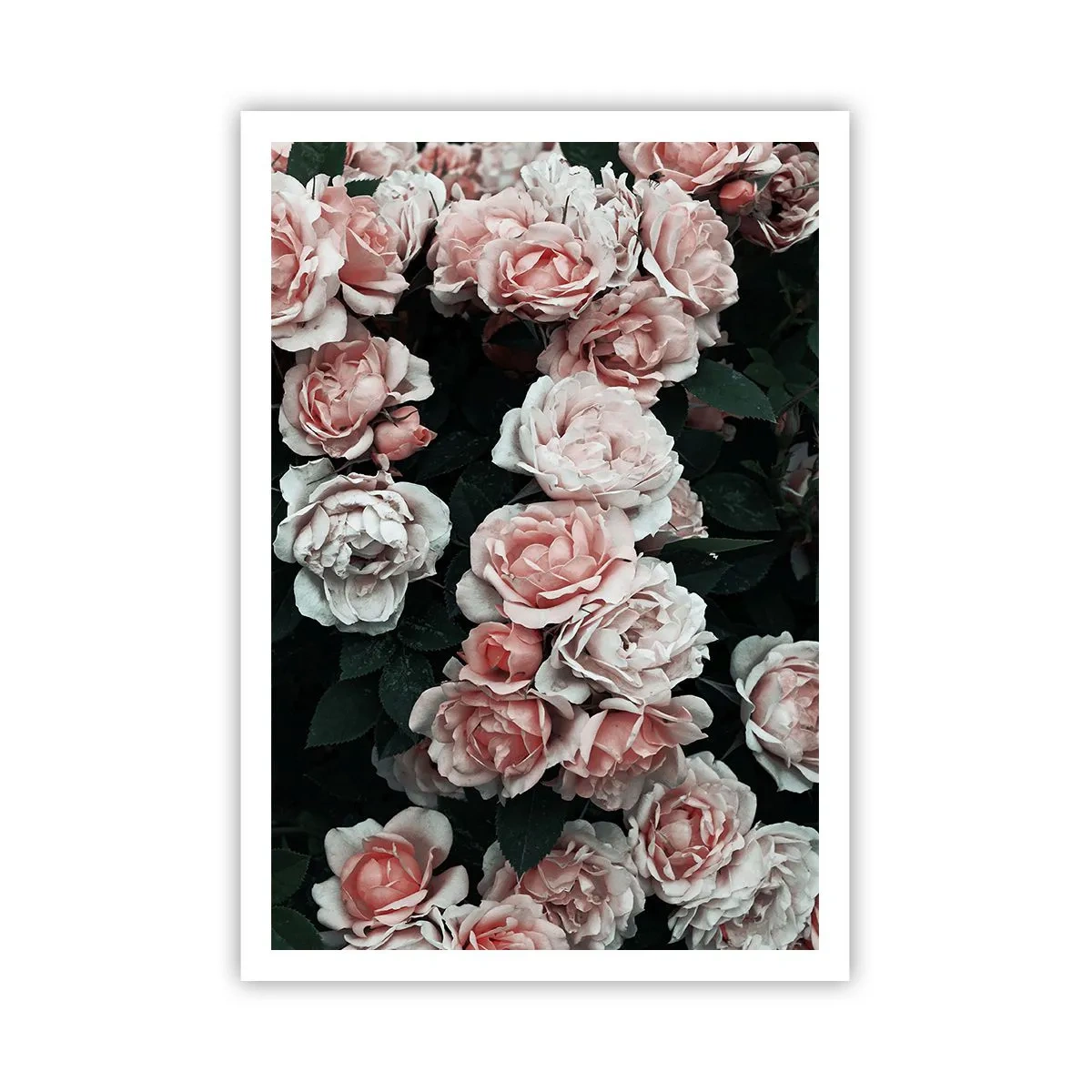 Poster - Rozen ensemble - 70x100 cm
