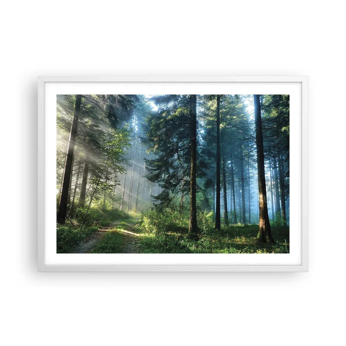 Poster in een witte lijst - Stralend in de ochtend - 70x50 cm