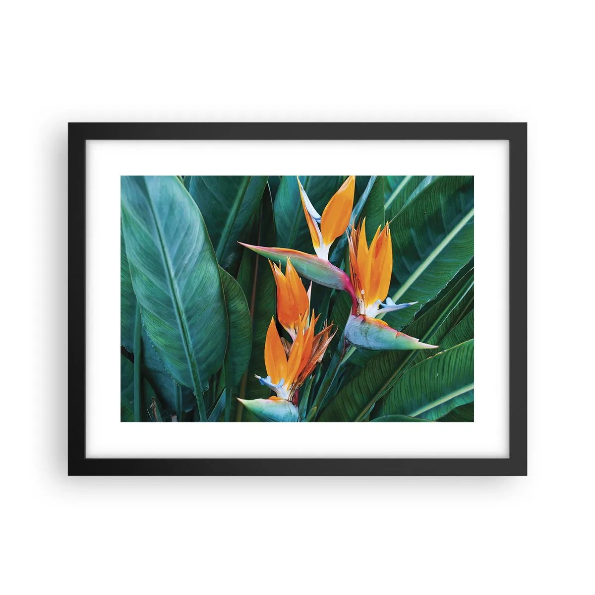 Poster in een zwarte lijst - Is het een bloem of is het een vogel? - 40x30 cm
