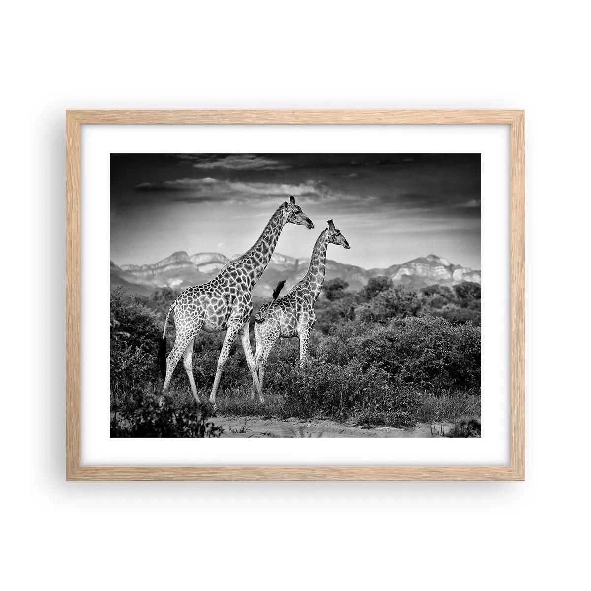 Een poster in een licht eiken lijst - Hoge sferen in Afrika - 50x40 cm