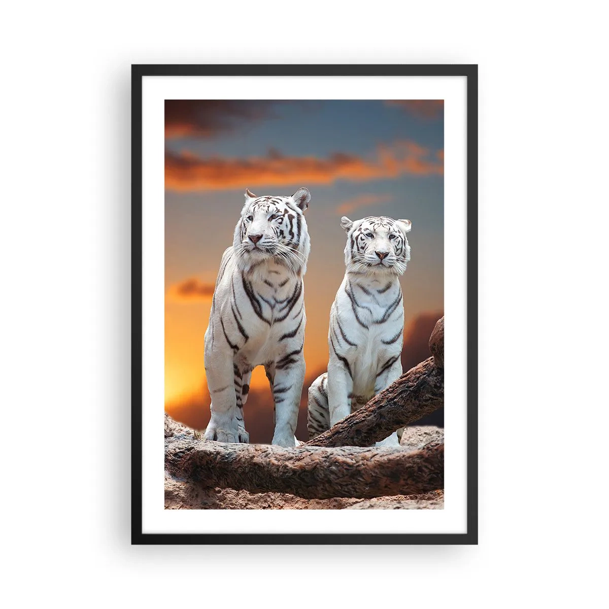Poster in een zwarte lijst - Witte tijgers tegen de ondergaande zon - 50x70cm - Net als in Narnia - Moderne wanddecoratie voor woonkamer en slaapkamer ARTTOR