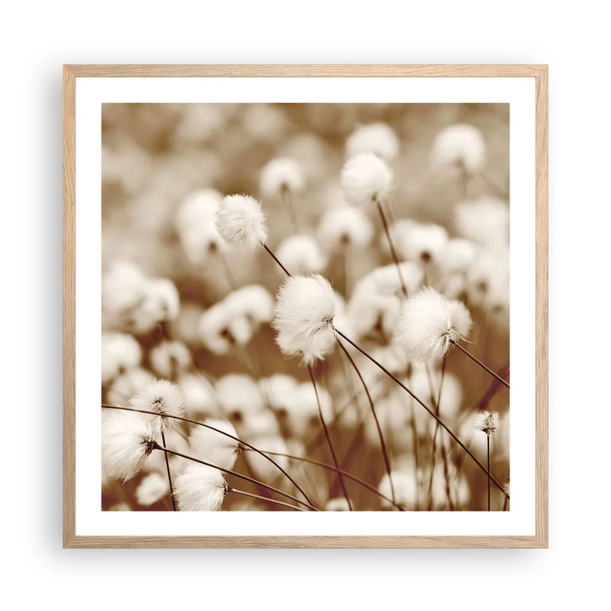 Een poster in een licht eiken lijst - Pluizig korenveld - 60x60 cm