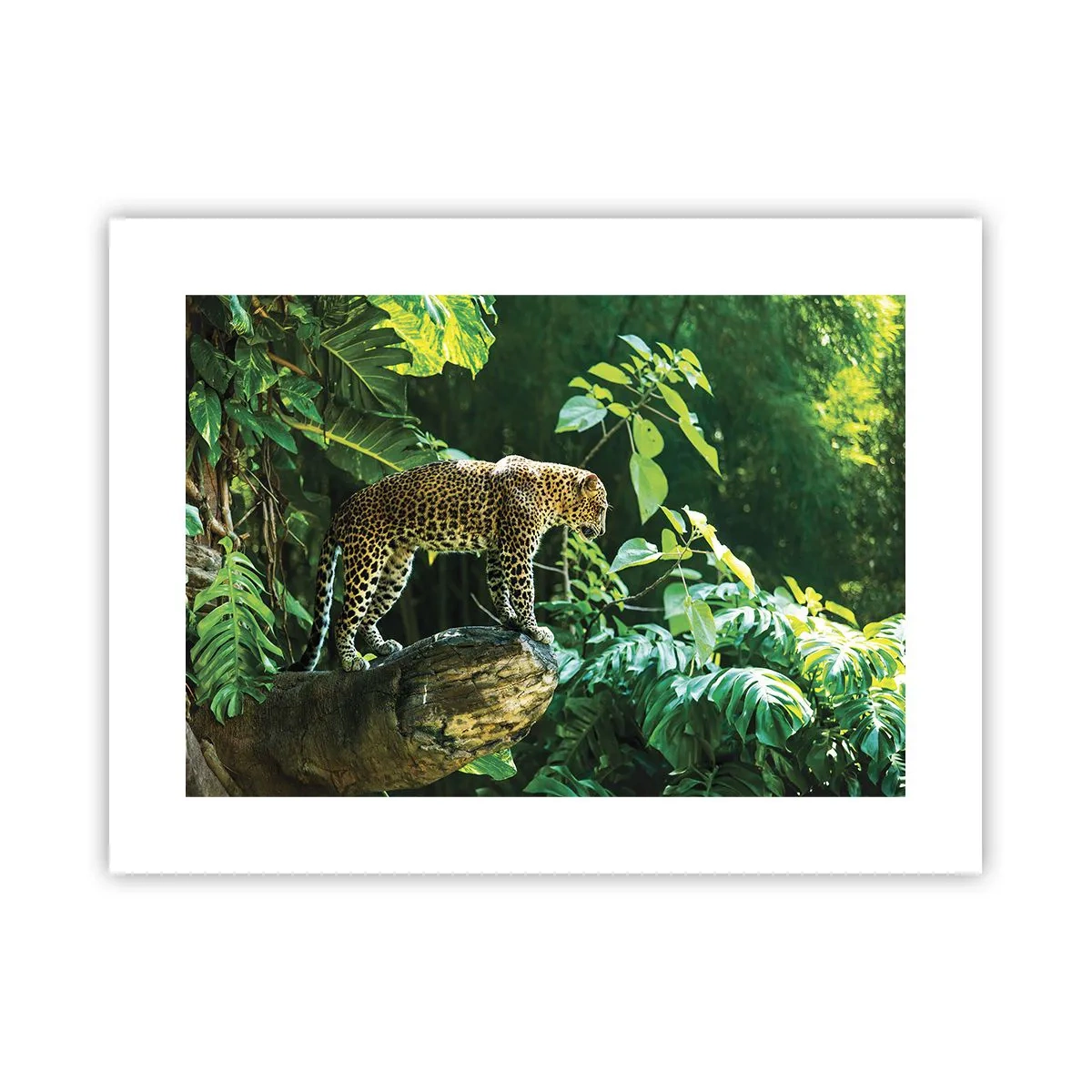 Poster - Op jacht? - 40x30 cm