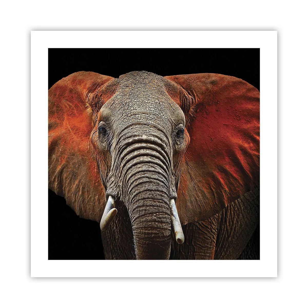 Poster - Ik ben wild, en jij? - 50x50 cm