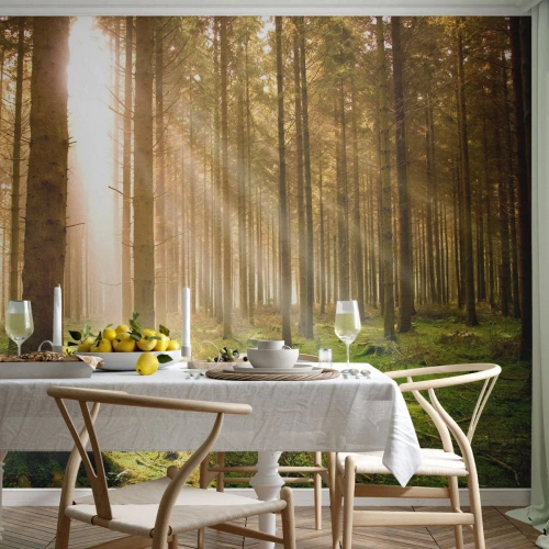 Fotobehang Premium Sand - De elfjes zullen spoedig verschijnen - Woud, Stralen van de zon, Natuur - 400x280 cm