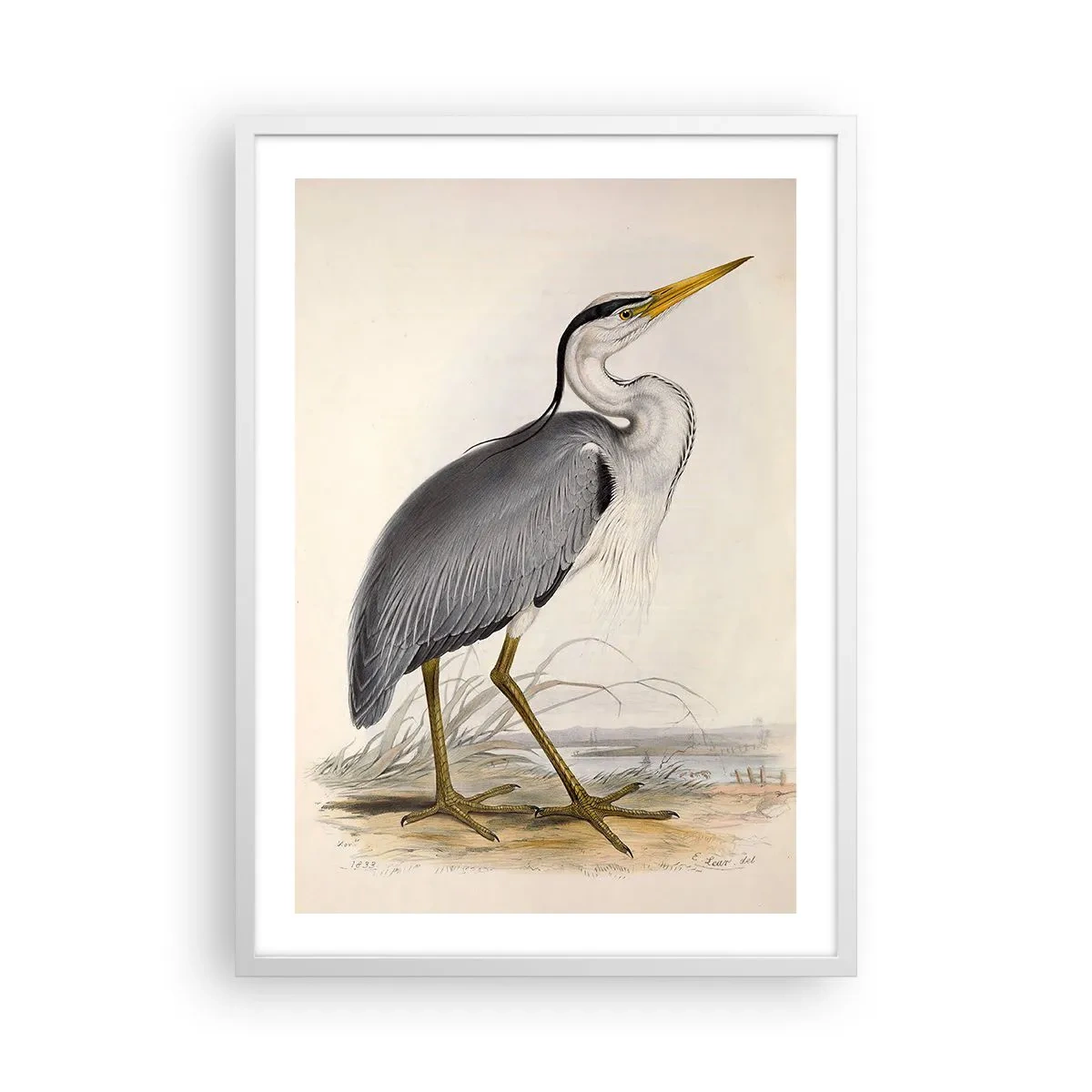 Poster in een witte lijst - Charmes van de reiger - 50x70 cm
