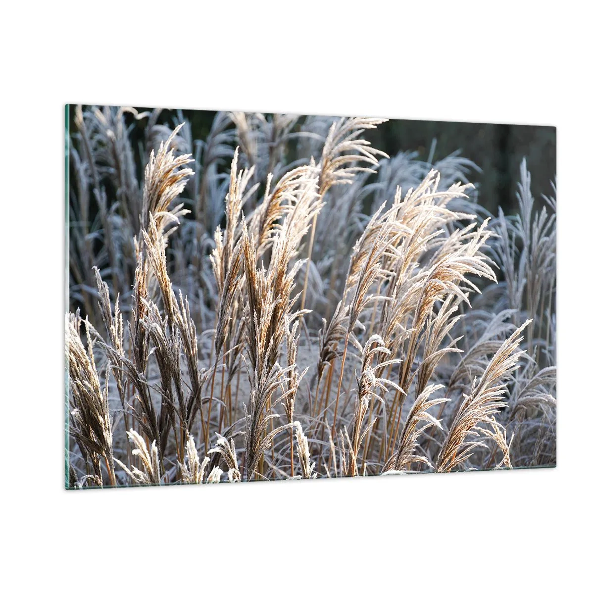 Schilderen op glas - Gekleed met vorst - 120x80 cm