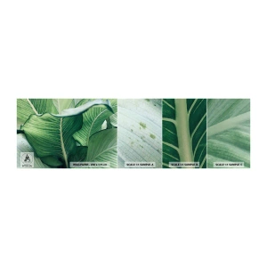 Fotobehang Monster Zelfklevend Deluxe Sticker - Intens groen leven - Bladeren, Exotisch, Botanisch - 100x30 cm