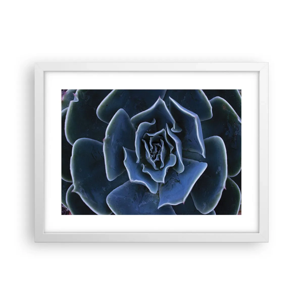 Poster in een witte lijst - Woestijn bloem - 40x30 cm