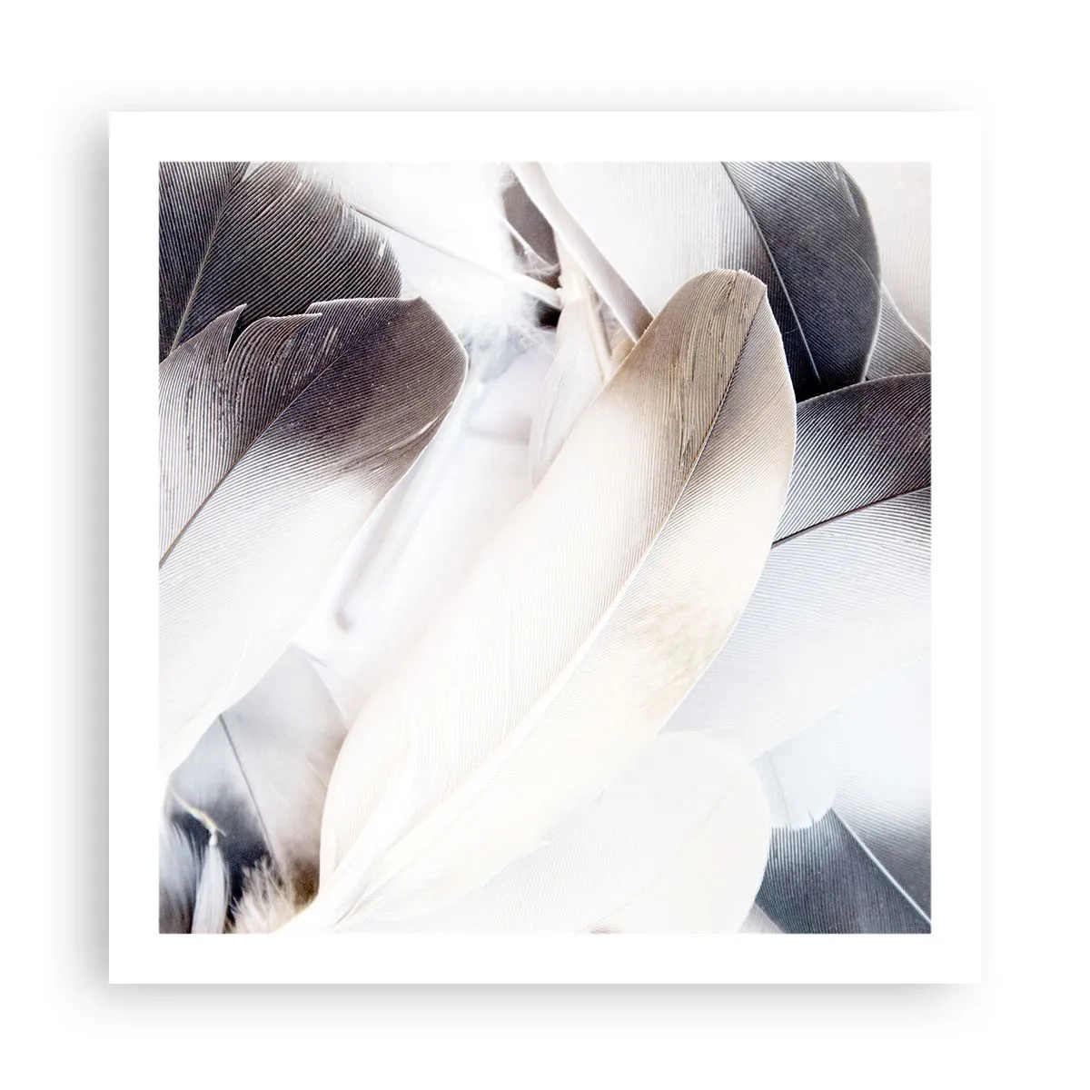 Poster - Bijna engelachtig - 60x60 cm