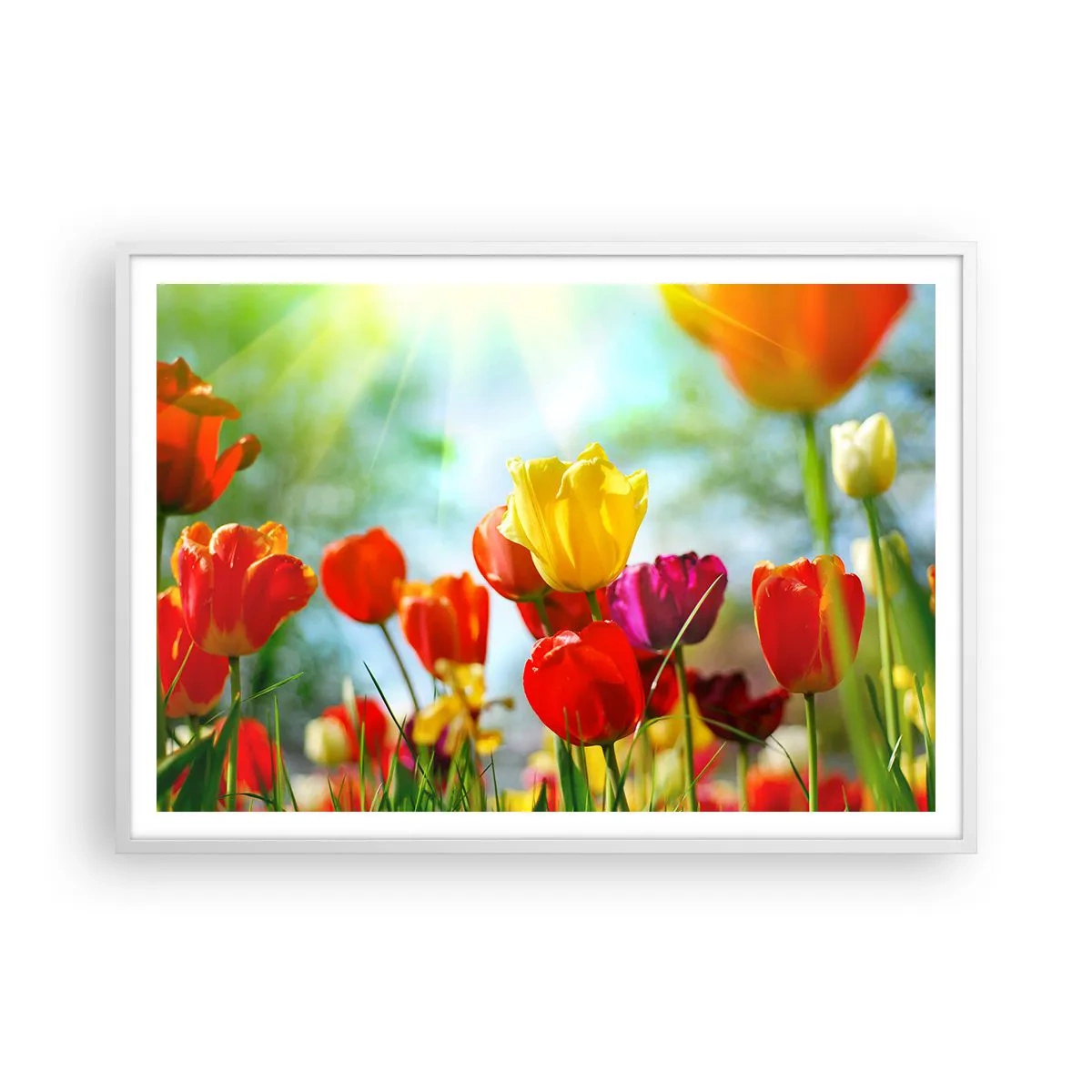 Poster in een witte lijst - Alle kleuren van de zon - 100x70 cm