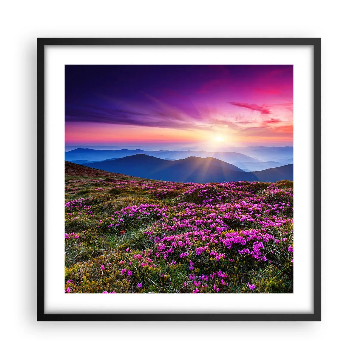 Poster in een zwarte lijst - Kruiden roken naar verse trossen van de velden - 50x50 cm