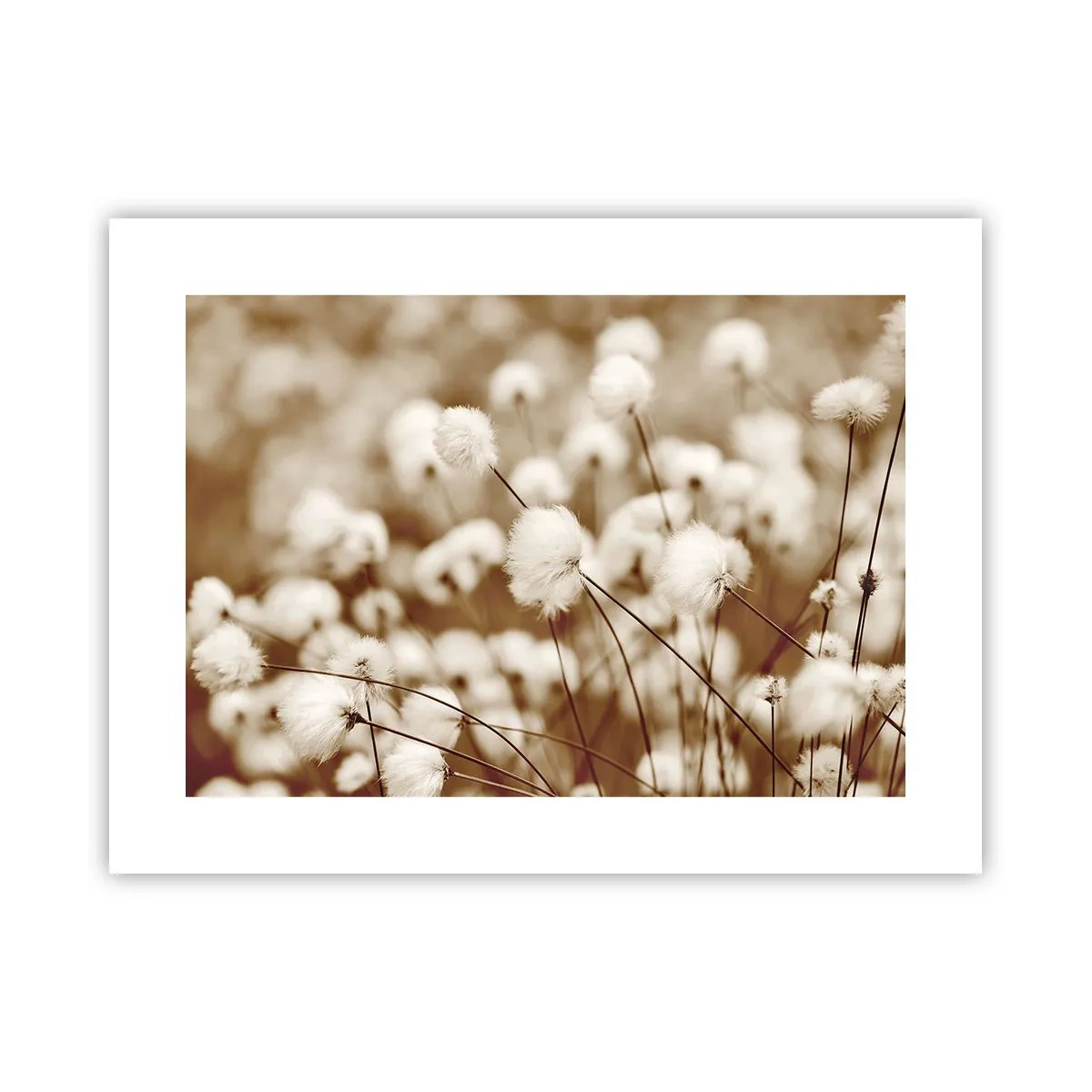 Poster - Pluizig korenveld - 40x30 cm