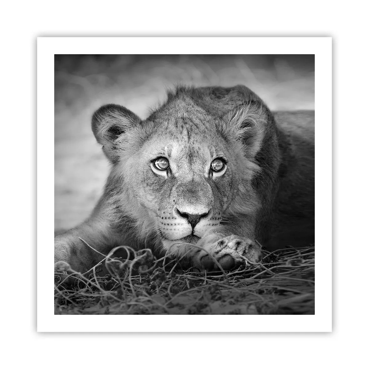 Poster - Koninklijke puppy - 60x60 cm