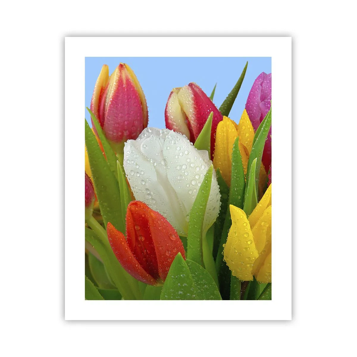 Poster - Een bloemenregenboog in dauwdruppels - 40x50 cm