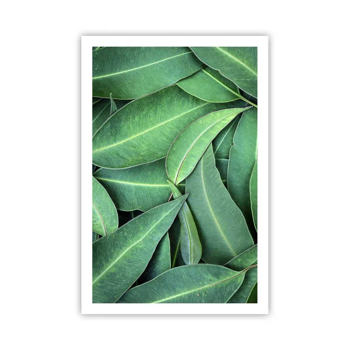 Poster - Sappig en fris - 61x91 cm
