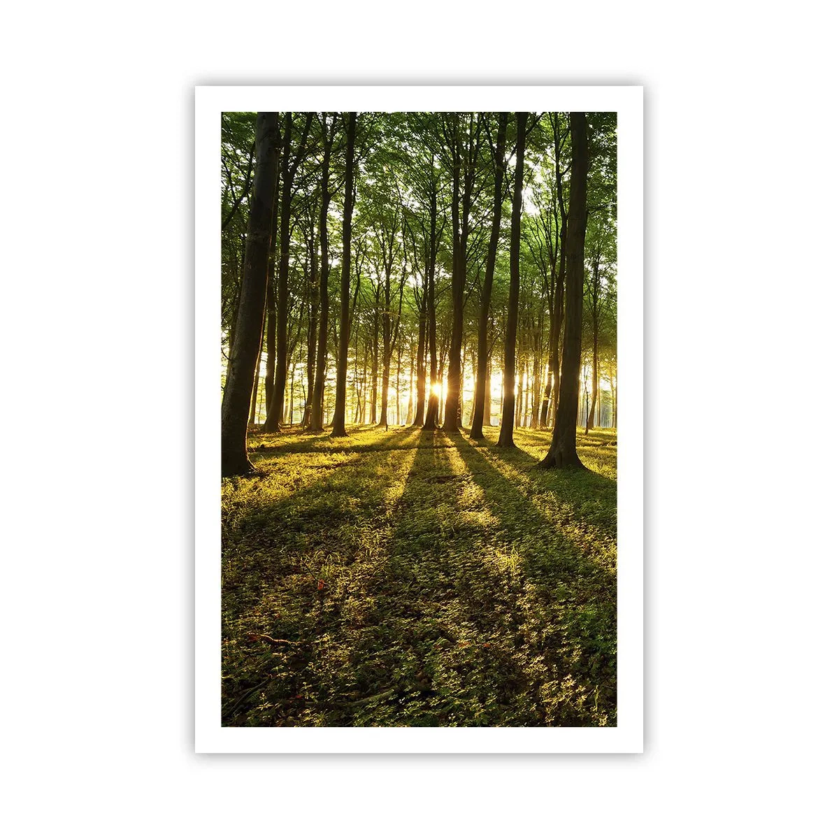 Poster - Foto van de hele lente - 61x91 cm