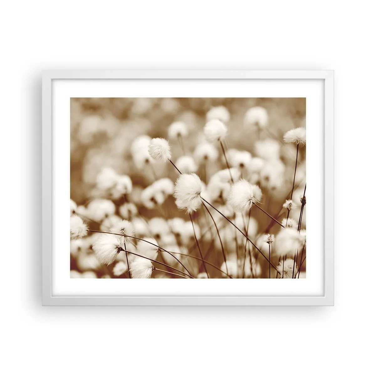 Poster in een witte lijst - Pluizig korenveld - 50x40 cm