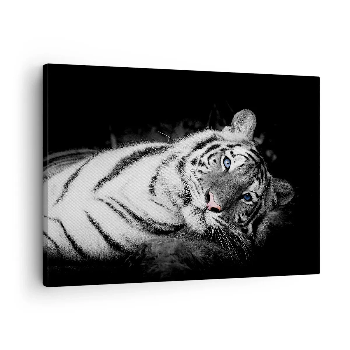 Schilderen op canvas - Een artistiek weergegeven witte tijger tegen een zwarte achtergrond - 70x50cm - Wildheid en vrede - Moderne wanddecoratie voor woonkamer en slaapkamer ARTTOR