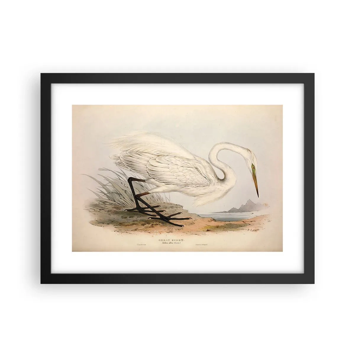 Poster in een zwarte lijst - Dame op de biezen - 40x30 cm