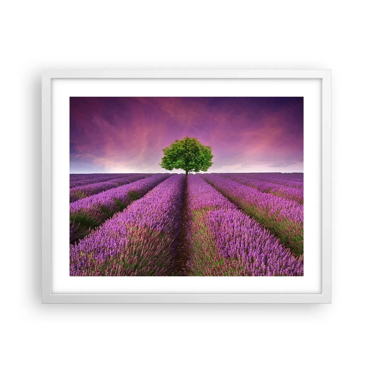 Poster in een witte lijst - Op lavendelvelden - 50x40 cm