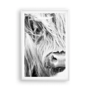 Poster in een witte lijst - Schotse wildheid - 61x91 cm