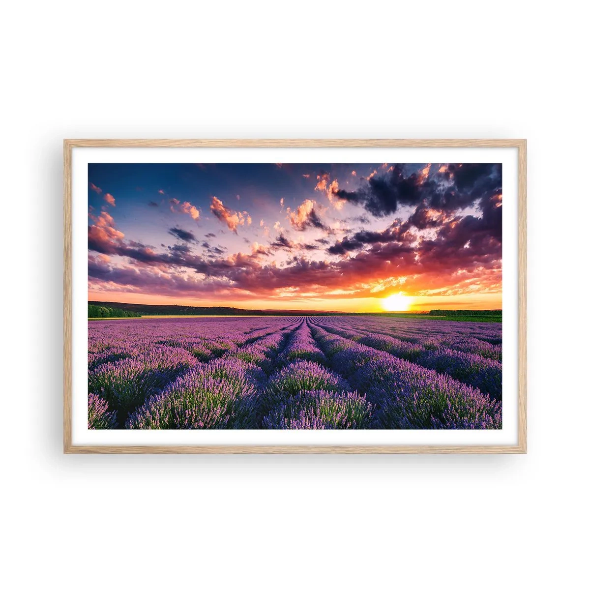 Een poster in een licht eiken lijst - Lavendel wereld - 91x61 cm